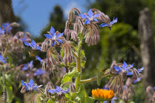Fototapeta Borage flowers