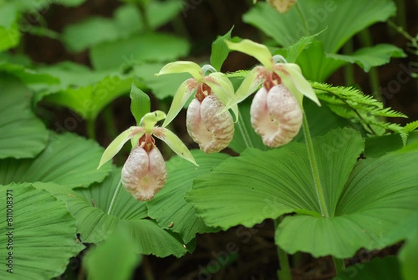 Obraz 寄り添うように咲くクマガイソウ