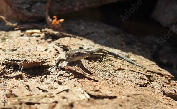 Obraz jaszczurka