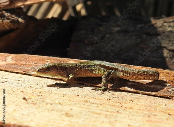 Obraz jaszczurka