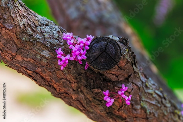 Obraz Flowering tree