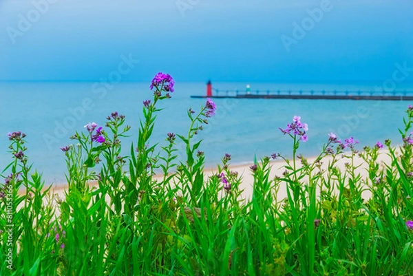Obraz Purple flowers on the shore, with a distant lighthouse 