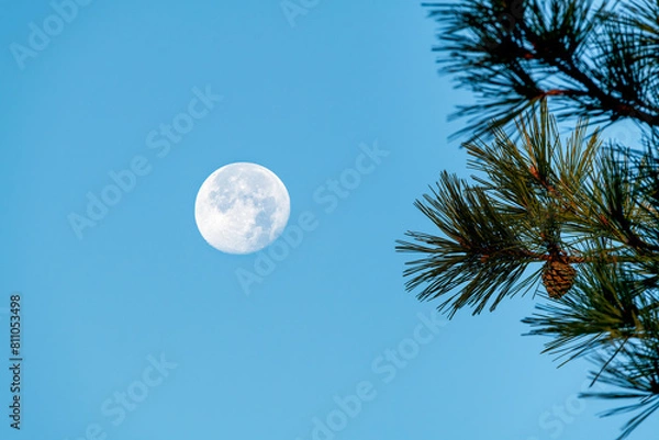 Obraz Full moon and pine trees