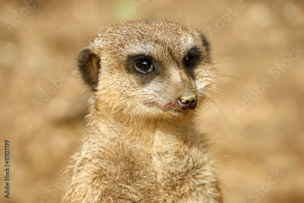 Fototapeta Erdmännchen Portrait