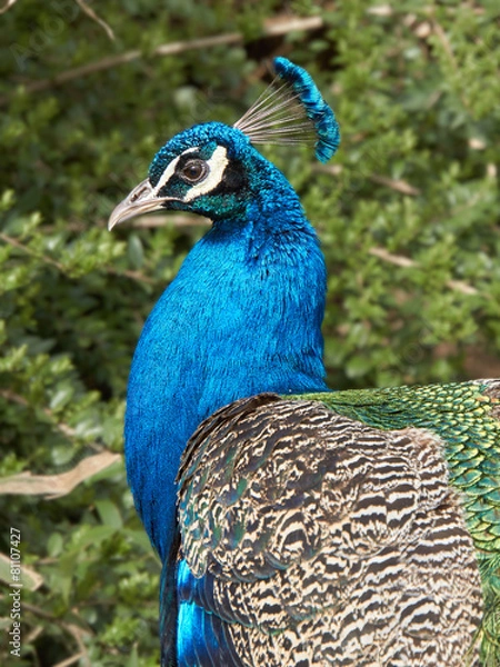 Fototapeta Pfau Portrait