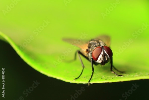 Fototapeta close up of fly Eye 