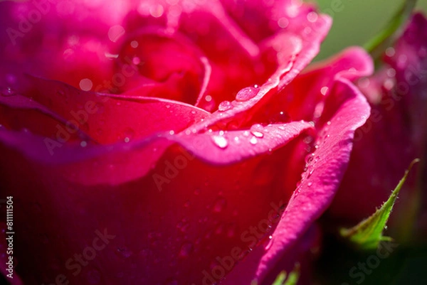 Fototapeta Macro background of water drops on rose petals
