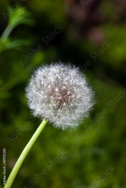 Fototapeta Closed Bud of a dandelion. Dandelion white flowers in green grass.
