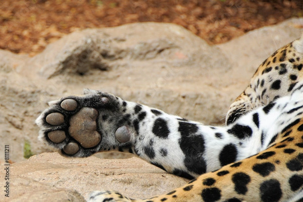 Fototapeta Big Cat Paw