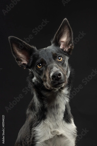 Obraz border collie portrait