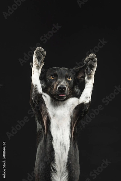 Obraz border collie portrait