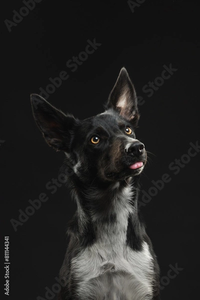 Obraz border collie portrait