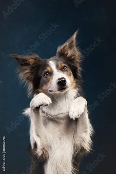 Obraz border collie dog