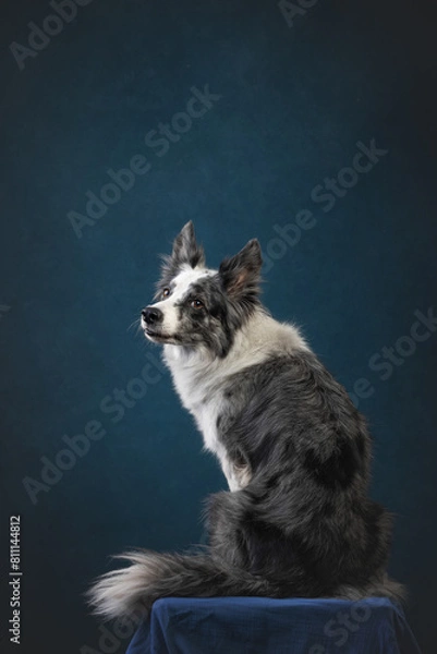 Obraz border collie dogs