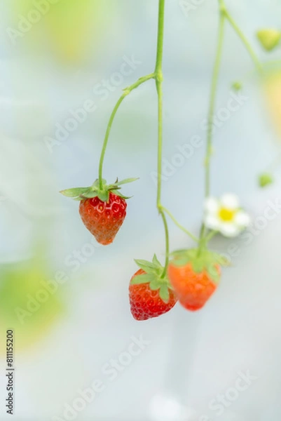 Obraz いちご農園の苺