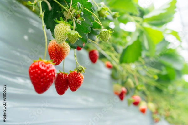 Fototapeta 苺農園の苺