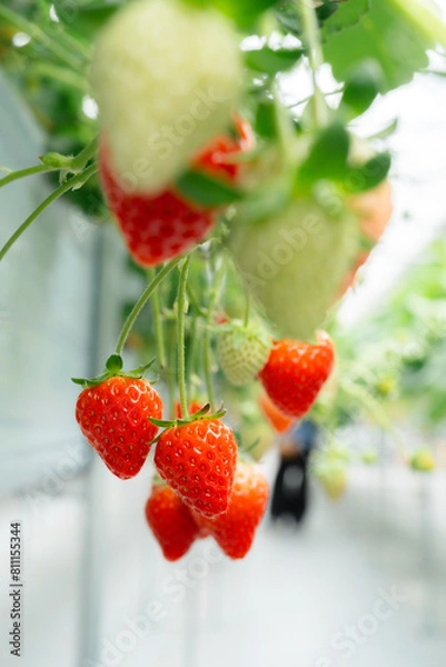 Fototapeta 苺農園