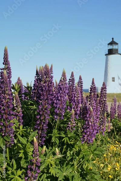 Obraz Wild Purple Lupines at the Lighthosue