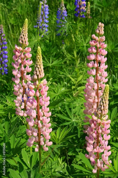 Obraz Spikes of Wild Pinnk Lupines in Summer