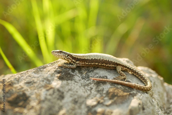 Fototapeta Podarcis muralis common wall lizard close-up European stone on sand reptile detail grass steppe and stones motion mighty rare on rock searching prey, wild endangered species small Europe