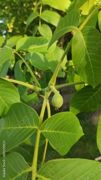 Obraz beans on a tree