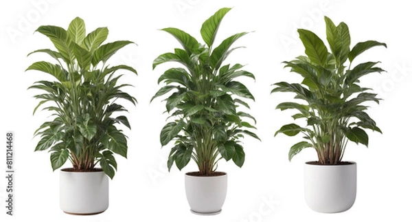 Obraz Set of indoor plant in a white pot on isolated background