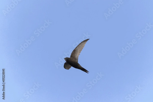 Fototapeta common swift Apus apus in flight 