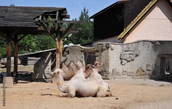 Obraz camel in the desert