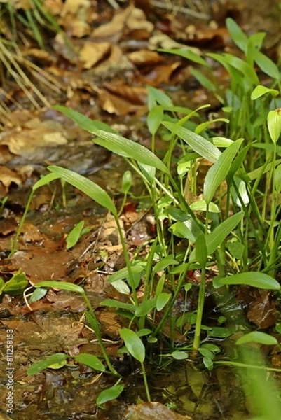 Fototapeta Brennender Hahnenfuß (Ranunculus flammula)