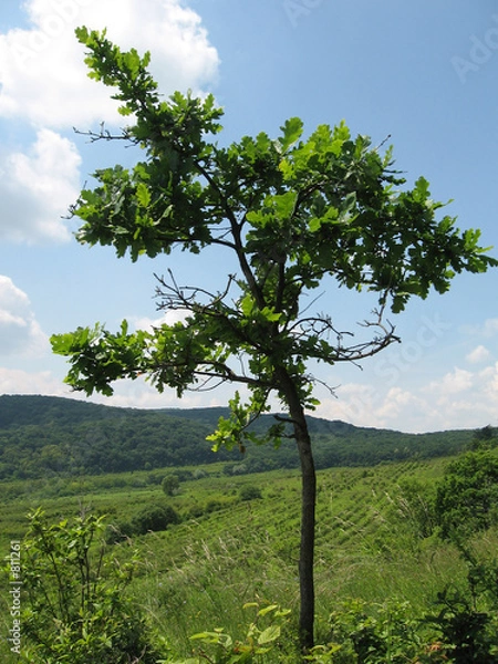 Obraz young oak tree