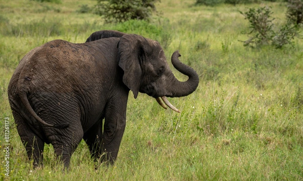 Obraz Elephant trumpeting