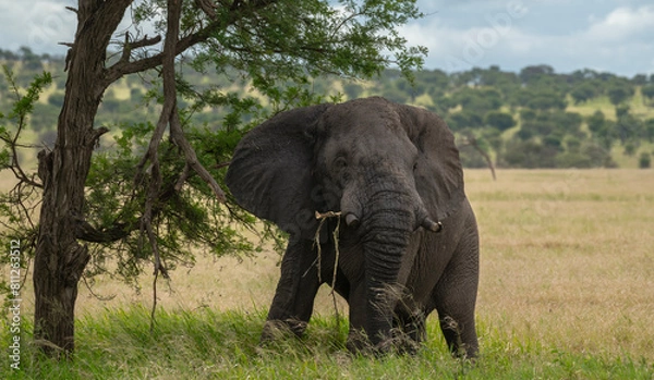 Obraz Elephant and tree