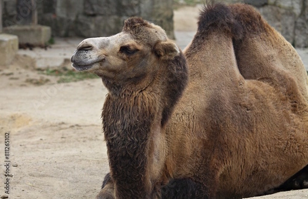 Obraz camel in the desert