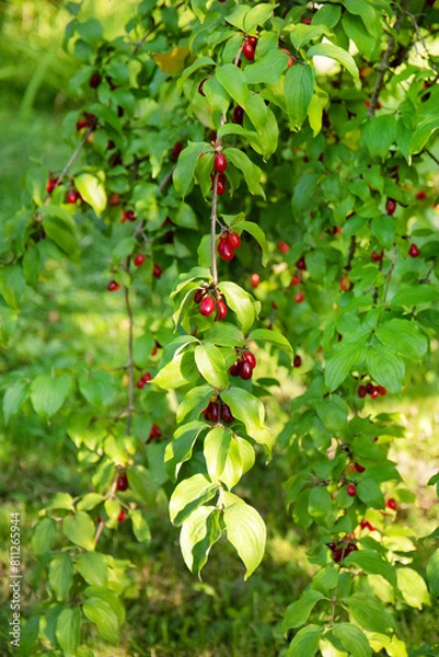 Fototapeta Cornus dogwood berries are hanging on a branch