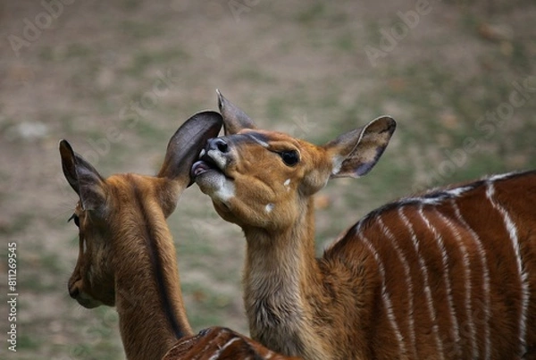 Obraz impala in the savannah