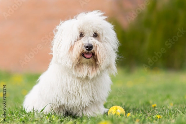 Fototapeta Coton de Tulear dog outdoor portrait