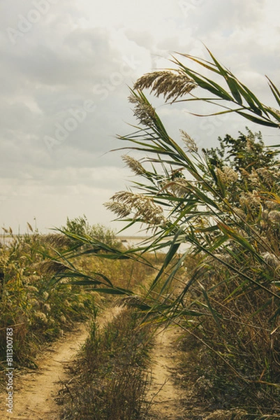 Obraz grass in the field