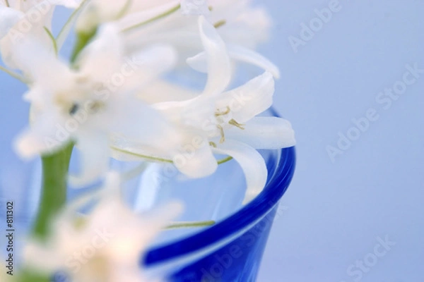 Obraz flowers in glass