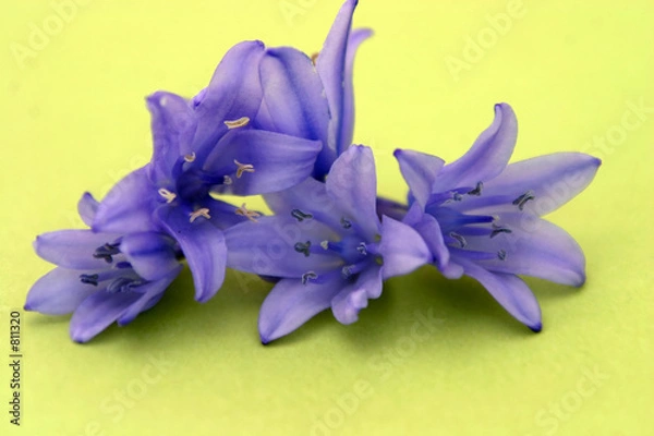 Obraz flowers isolated on green