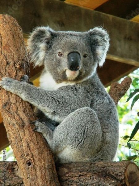 Fototapeta Australijska Koala