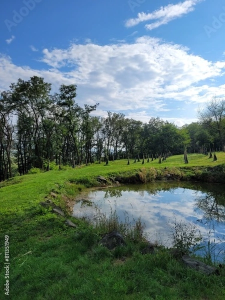 Obraz lake in the forest