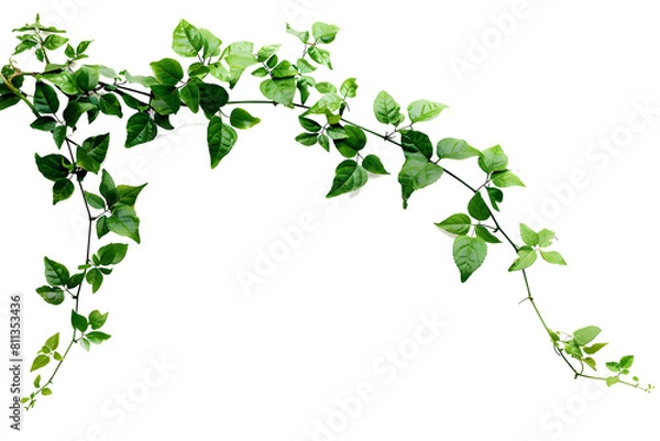 Obraz Bush grape or three-leaved wild vine cayratia (Cayratia trifolia) liana ivy plant bush, nature frame jungle border isolated on white background, clipping path included