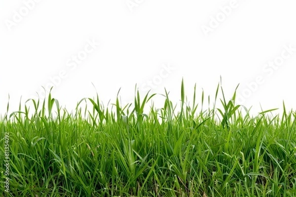 Obraz Green grass on a white background.
