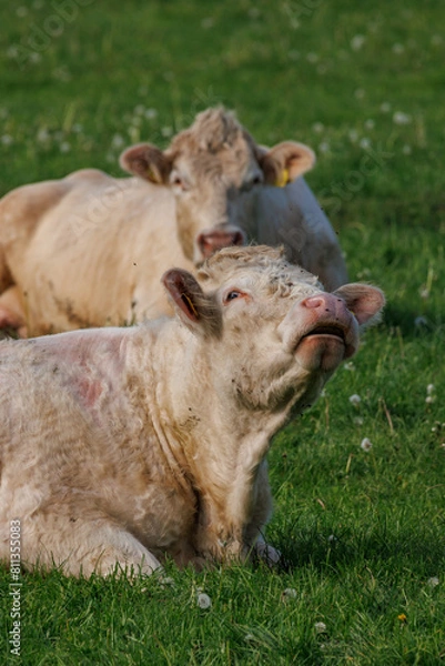 Fototapeta Weisse Kühe im Münsterland