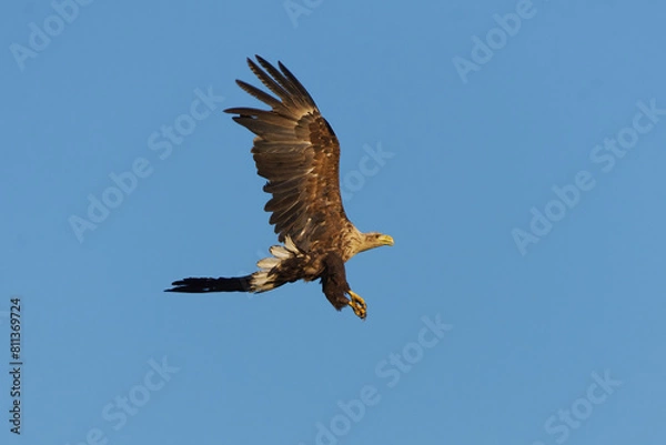 Fototapeta White-tailed eagle (Haliaeetus albicilla) flying in the sky in summer.	
