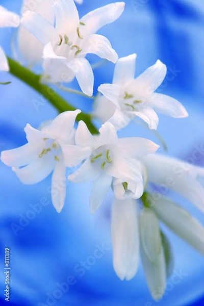 Obraz white flower on blue background