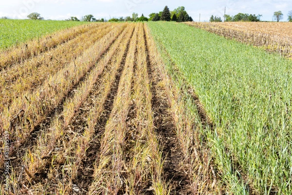 Fototapeta Rows of no-till drilled grain in a winter rye test plot with the center plot killed by herbicide. 