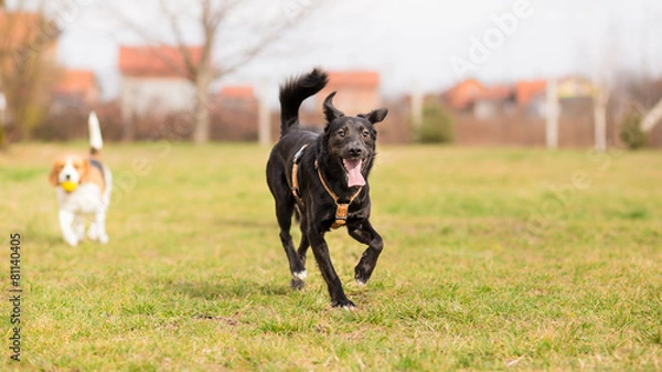 Obraz Happy mixed breed dog playing in garden