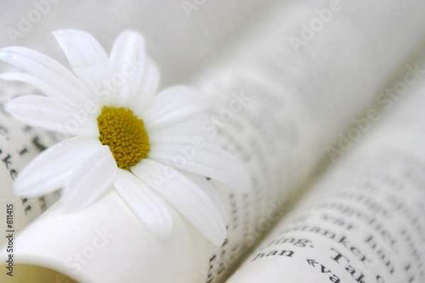 Obraz książka i stokrotka