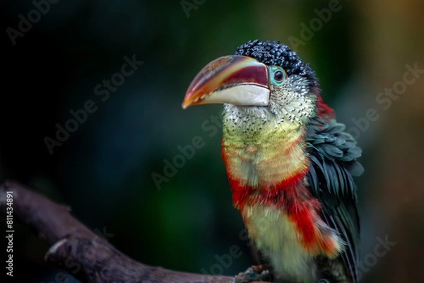 Fototapeta Exotic tropical bird posing at a local zoo.